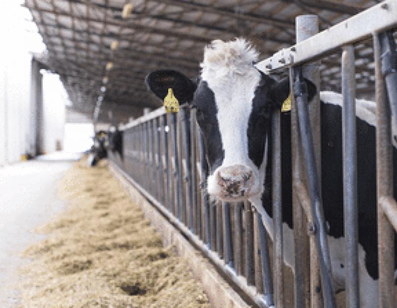 Quels sont les bienfaits du lait du commerce ?  Lait du commerce.  Est-il possible de boire du lait du commerce ou de privilégier le lait du marché ?