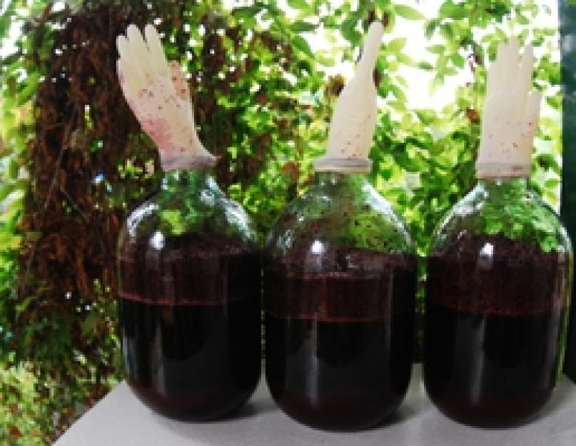 Рецепт вина из черной рябины. Как сделать вино из черноплодной рябины в домашних условиях. Классический простой рецепт вина из черноплодной рябины