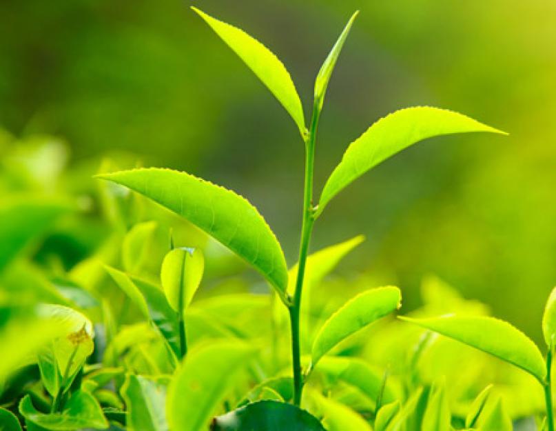 Как выбрать качественный зеленый чай правильно. Зеленый чай