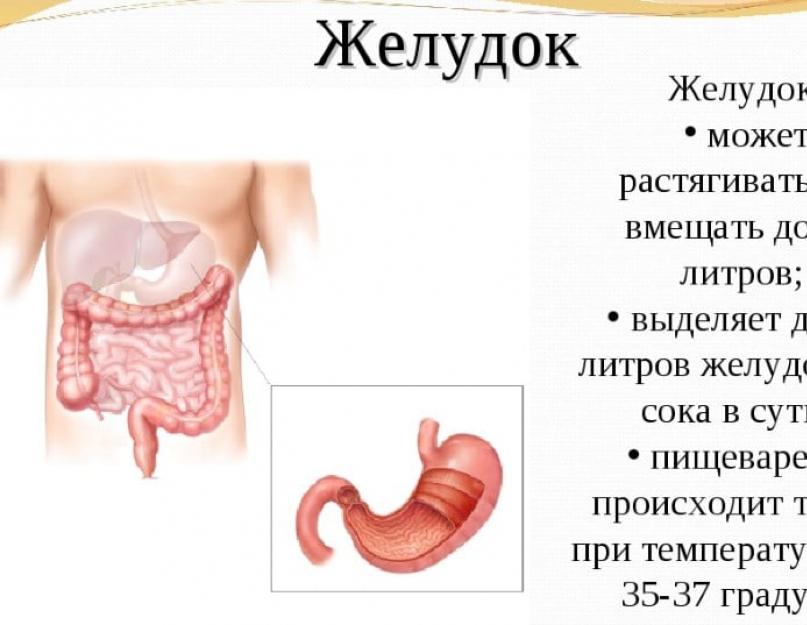 Растет ли живот от пива у мужчин. Растет ли живот от пива у женщин? Почему у мужчин живот растет сильнее