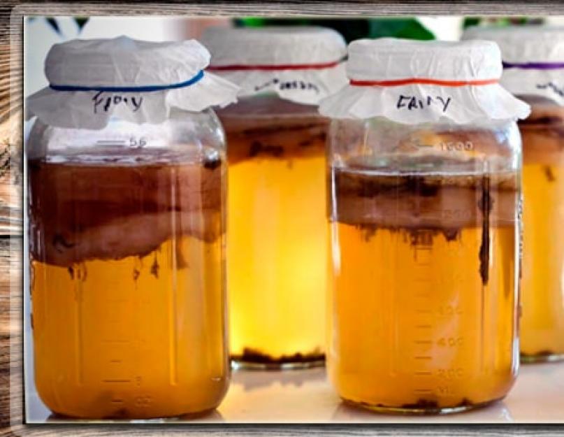 Чайный гриб - комбуча. Чайный гриб амогус. Чайный гриб чаевик. Комбуча гриб. Комбуча гриб.