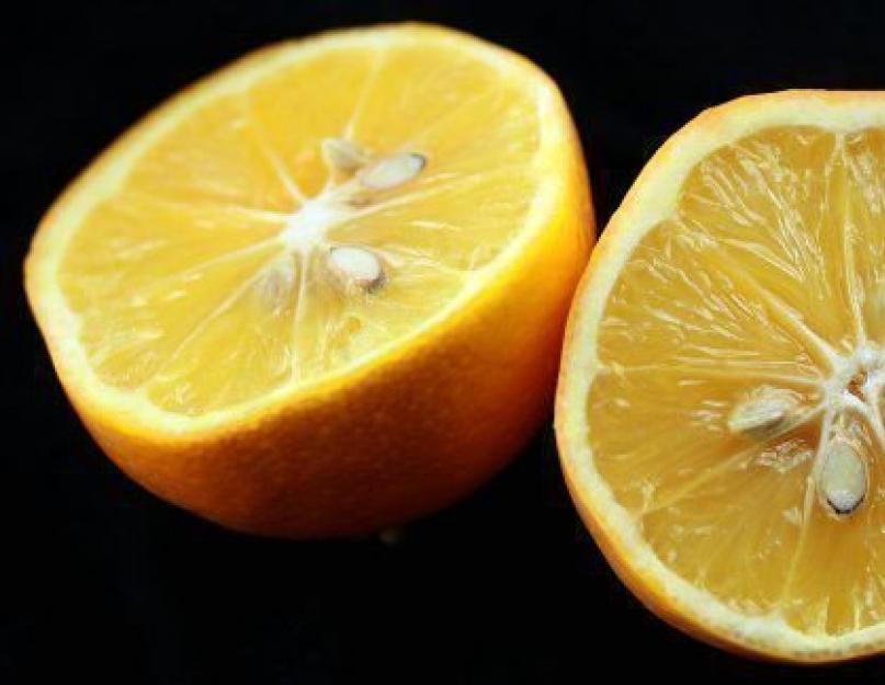 Гибрид лимона как называется. Апельсин гибриды цитрусовых. Апельсин мандарин лимон гибрид. Лимон померанец гибрид. Гибрид апельсина и помело.