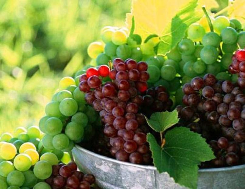 Proporzioni di uva e acqua per fare il vino.  Il vino fatto in casa con l'aggiunta di acqua è una ricetta universale che utilizza come esempio il succo d'uva acerba.  Vino fatto in casa da uve Lydia