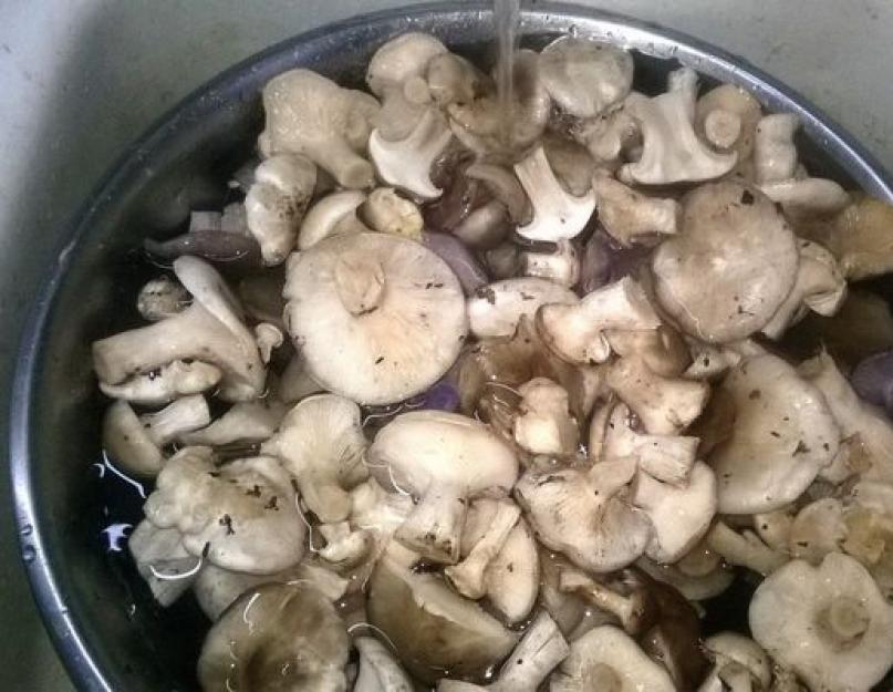 Можно ли замораживать свежие грибы. Полезные советы: как заморозить и засушить грибы