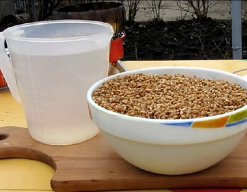 Сколько надо пшеницы на 20 литров браги. Рецепт самогона из пшеницы. Процесс приготовления самогона из пророщенной пшеницы в домашних условиях