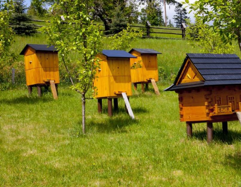 Производство и получение продуктов пчеловодства. Формирование безрамочного пчелопакета. Где и как хранить маточное молочко
