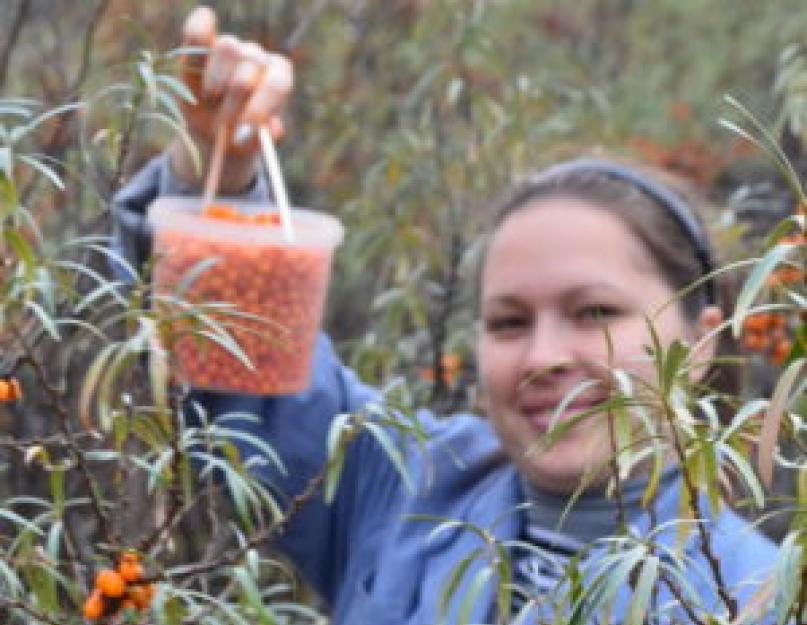 Une brindille aux fruits rouges.  Quand récolter l'argousier afin de préserver au maximum les propriétés bénéfiques de la baie cicatrisante ?  Comment retirer l'argousier d'une branche - méthodes et dispositifs