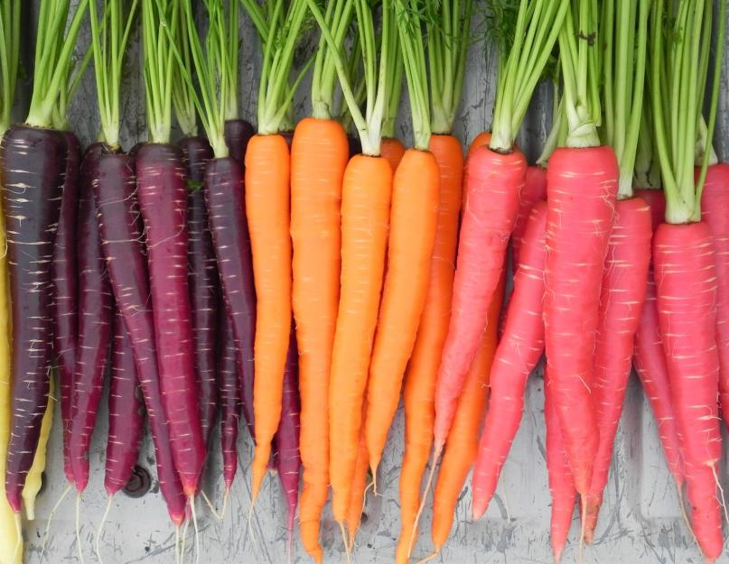  Как правильно хранить морковь в погребе и квартире: подробное руководство