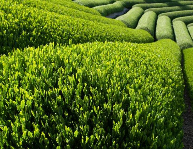 Comment choisir les sachets de thé vert.  Comment choisir un bon thé noir