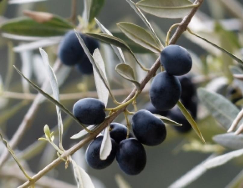 Huile d'olive extra vierge amère.  Pourquoi l'huile d'olive est-elle amère