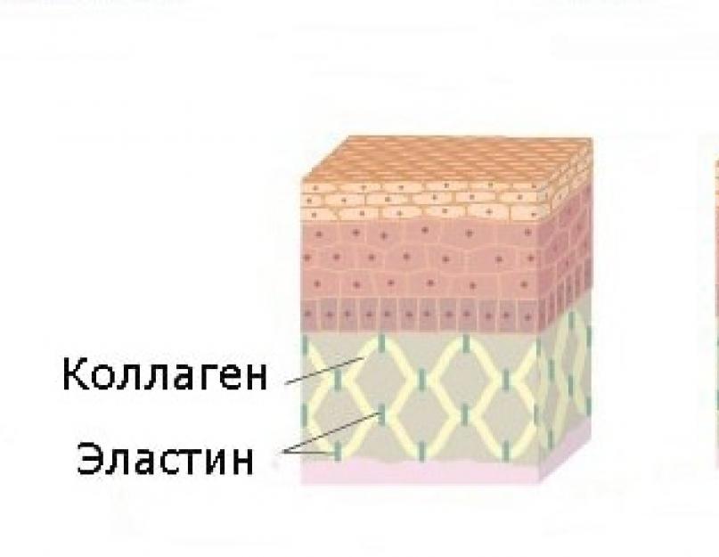 2 эластин. Коллагеновые волокна кожи. Эластин схема. Эластин где находится. Эластин и коллаген.