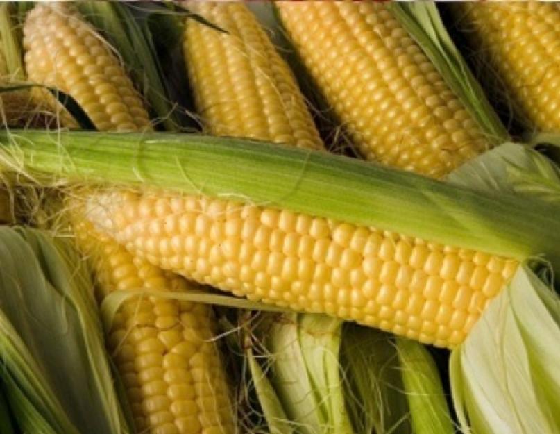 Когда солить кукурузу чтобы она была мягкой. Как и сколько варить кукурузу в початках в кастрюле? Рецепты кукурузы, чтобы она получилась мягкой и сочной. Как варить зрелую кукурузу