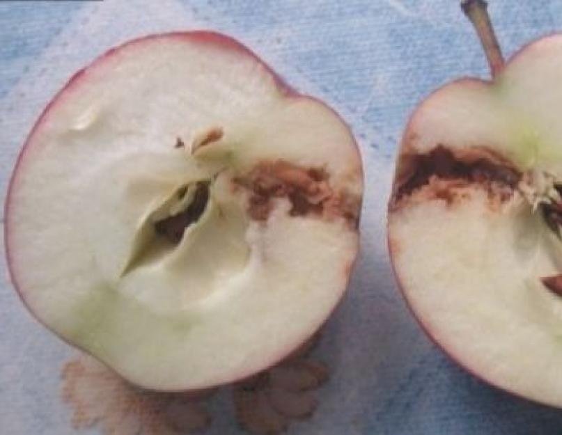 Потемнение разрезанных плодов отмечается наличием. Яблоки, которые не темнеют. Насколько это плохо