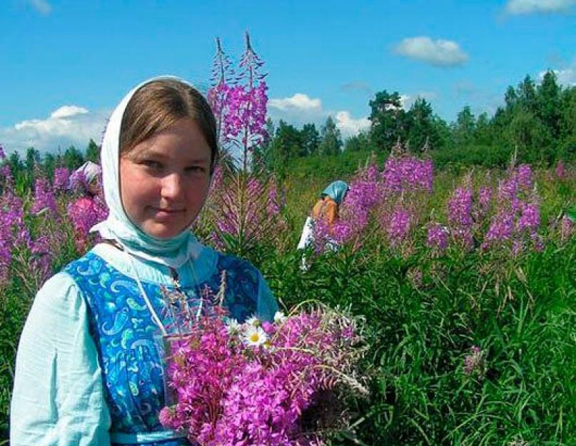 Комарица что это за растение фото