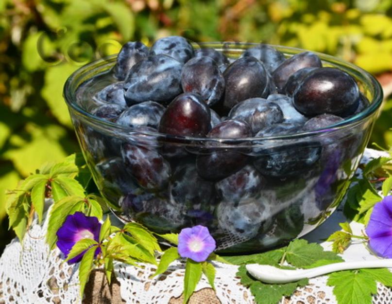 Compote de prunes non mûres pour l'hiver.  Compote de prunes avec noyaux pour l'hiver.  Compote de prunes « au quotidien »