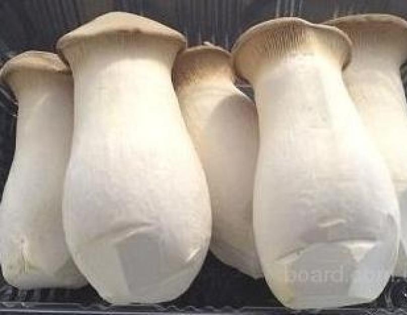 Гриб еринги: описание, полезные свойства, лечение и употребление в кулинарии. Белые китайские грибы эринги