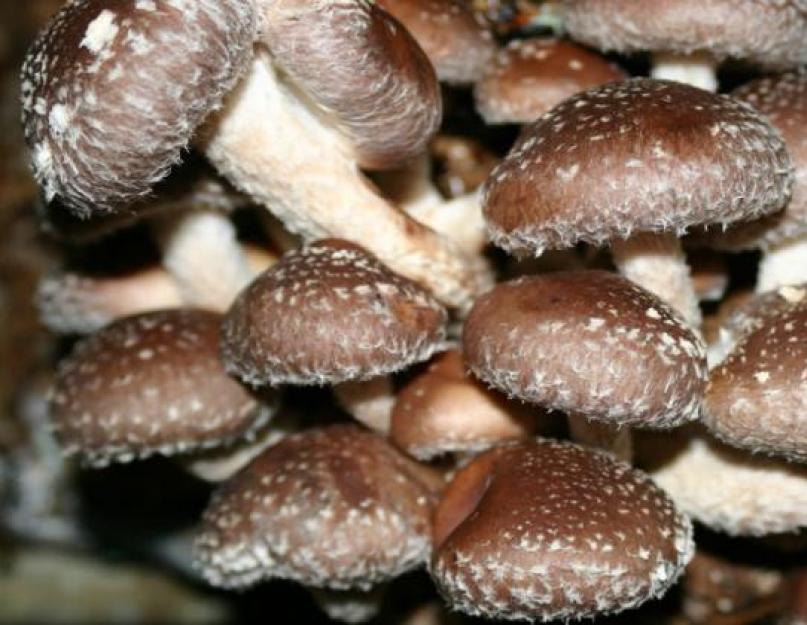 Чем полезен китайский молочный гриб, полезные свойства? Китайский черный древесный гриб муэр – вред или польза