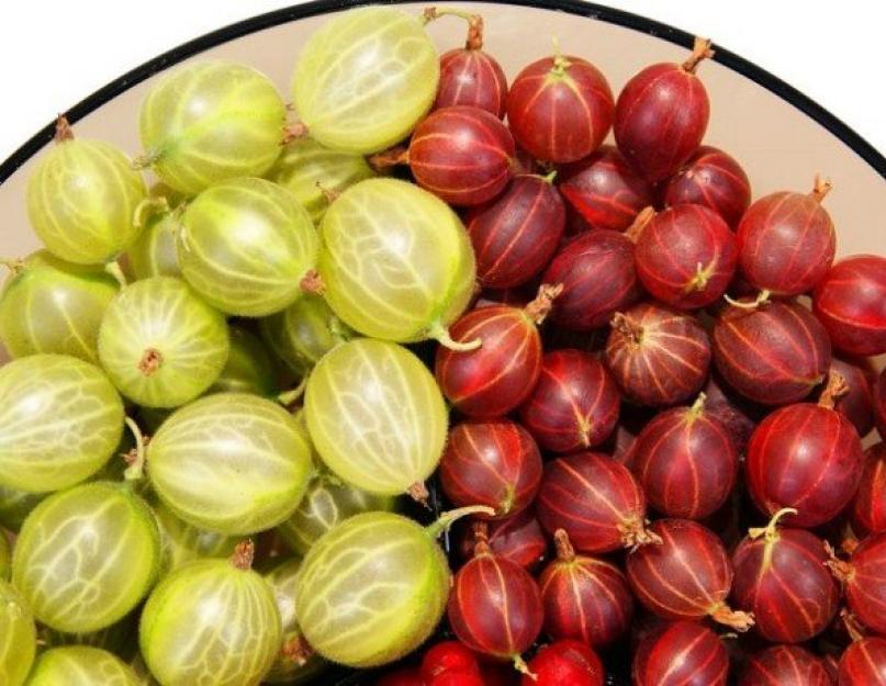 Крыжовник: польза уникальной ягоды. Полезные свойства и рецепты применения крыжовника. Лечебные свойства сладких плодов