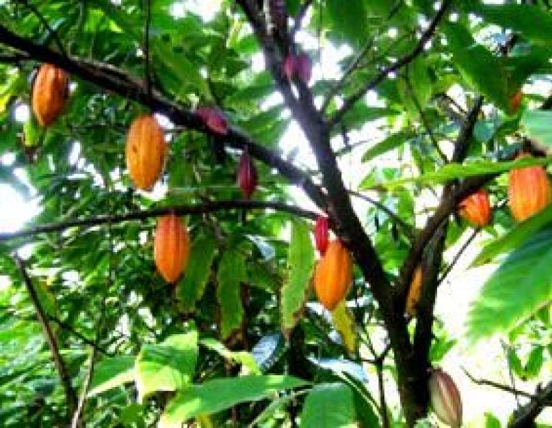 Fèves de cacao torréfiées : avantages et inconvénients.  Fèves de cacao : une panacée avec une légère amertume.  Récolte et stockage des fèves de cacao