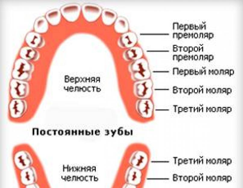 Коренные зубы вторым