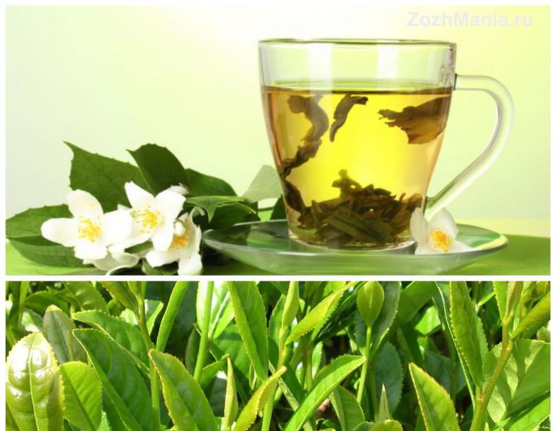 Зеленый чай 95 полезен или нет. Лекарство от восточных мудрецов. Если Вы поранились