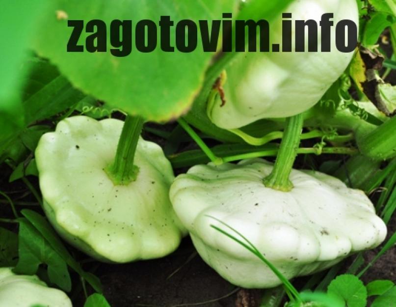 Патиссоны пустоцветы. Патиссоны посадка и уход в открытом. Патиссоны на грядке. Патиссон растение листья. Патиссон ботва.