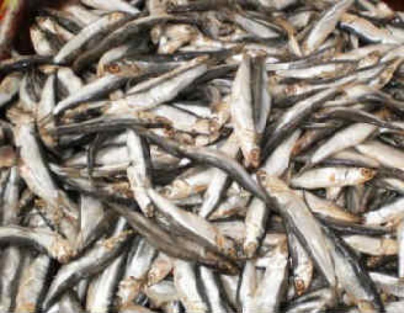 La anchoa es qué tipo de pescado.  Anchoas: la plata de la cocina europea.  Propiedades útiles de las anchoas.