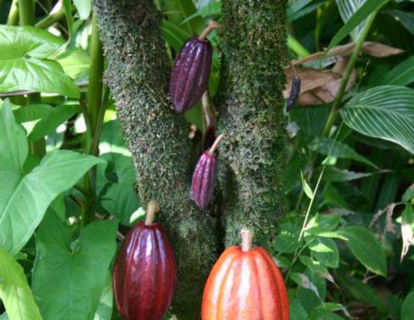 Какой группе относится какао дерево. Интересная история возникновения шоколада для детей. Современная история шоколада