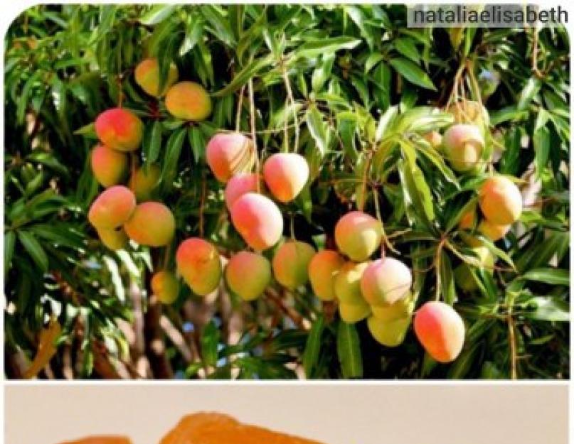 Сушеный манго польза. Польза и вред манго для здоровья