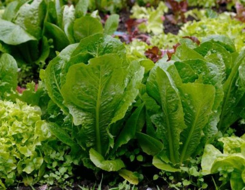 Как сажать салат листовой семенами. Когда садить и как вырастить салат