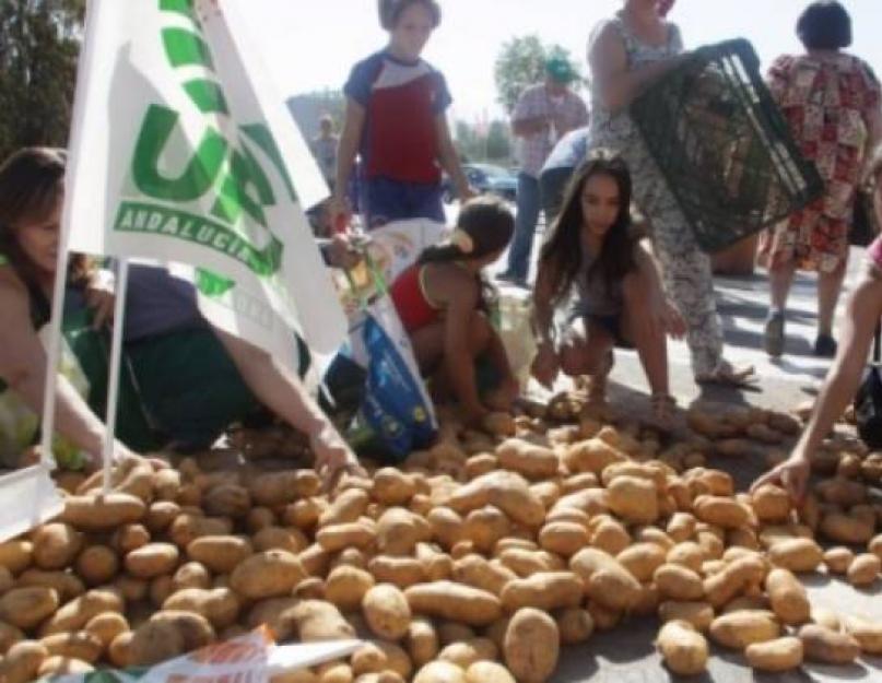 Самые интересные факты про картофель. История появления картофеля в россии