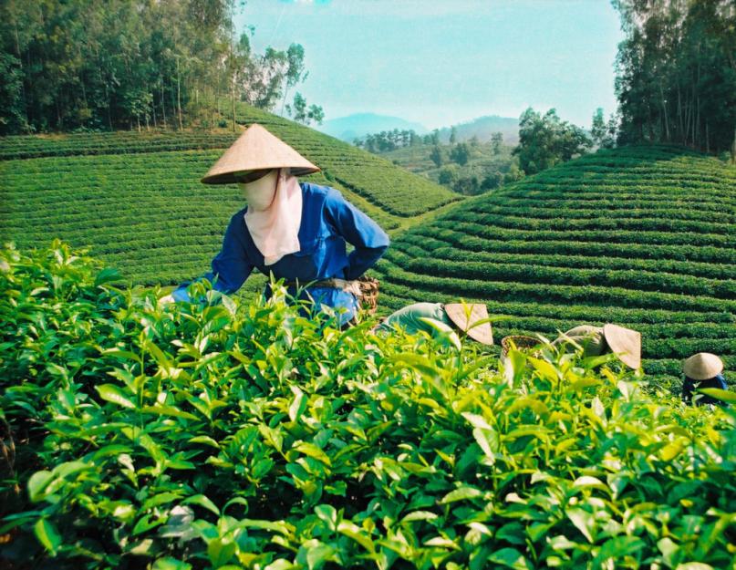 Вред от зеленого чая. Зеленый чай: польза и вред для здоровья, противопоказания и возможные побочные реакции