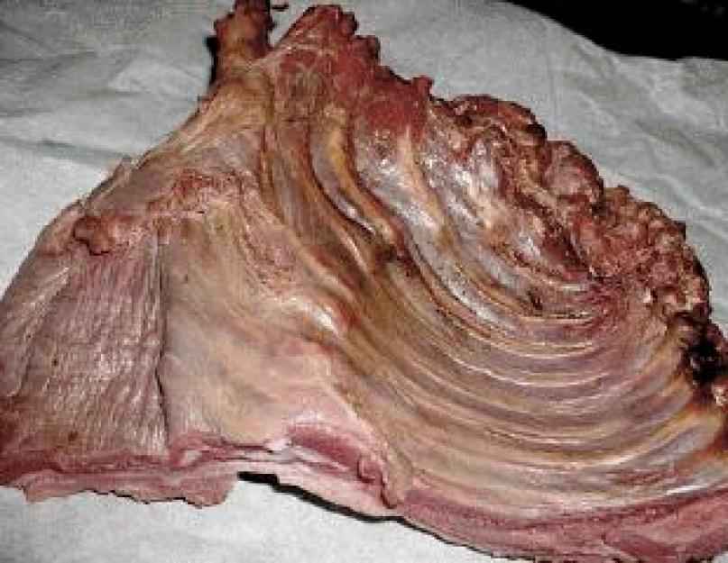 Состав и свойства мяса бобра, его польза и вред для здоровья. Едят ли мясо бобра
