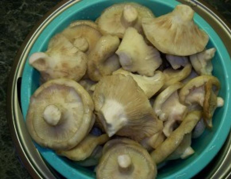 Сколько соли класть в соленые грибы. Засолка грибов: сухой способ. Как солить грибы подберезовики