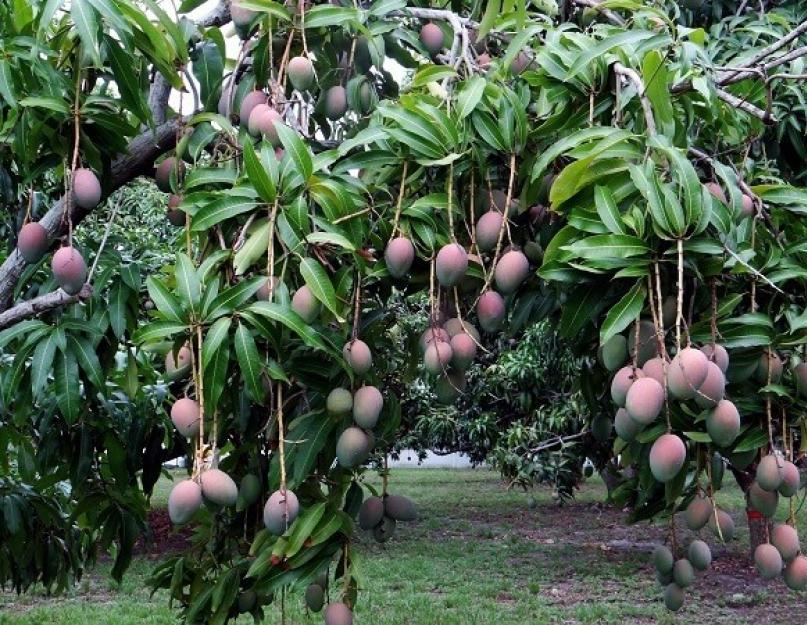 Все самое интересное о манго: польза, вред, нюансы употребления. Как есть манго - с кожурой или без? Как правильно едят манго