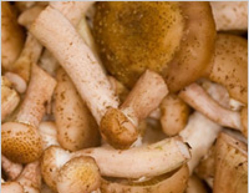 Что можно приготовить с грибами опятами рецепт. Что делают с грибами опятами после сбора
