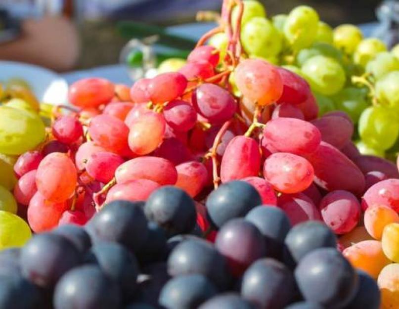 Сорта винограда используемые для виноделия. Красный виноград - описание полезных свойств и фото этого фрукта