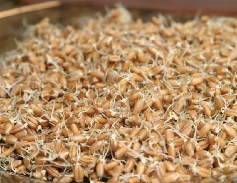 Приготовление пшеничной водки в домашних условиях. Простая перегонка браги. Проращенная пшеница и рецепт с ней