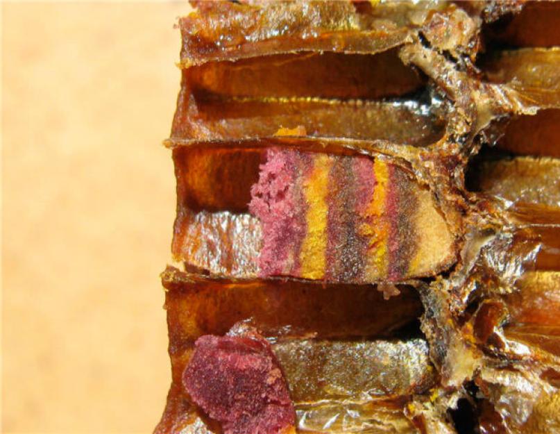 Срок хранения перги пчелиной в гранулах. Видео: Хранение перги в гранулах. Можно ли хранить пергу в холодильнике