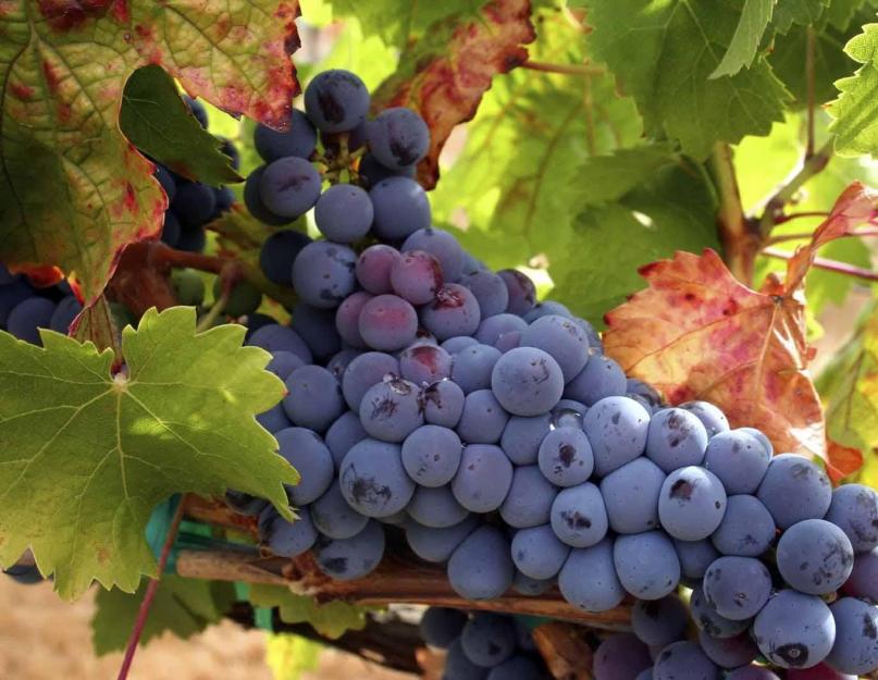 Cómo hacer vino con uvas: una receta para hacer vino casero.  Vino de uva casero: recetas sencillas.  Tecnología para elaborar vino de uva en casa Vino joven a partir de uvas en casa.