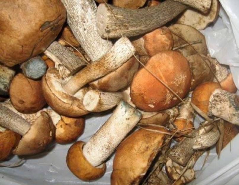 Срок хранения белых грибов в холодильнике. В течение какого периода времени грибы можно употреблять в пищу