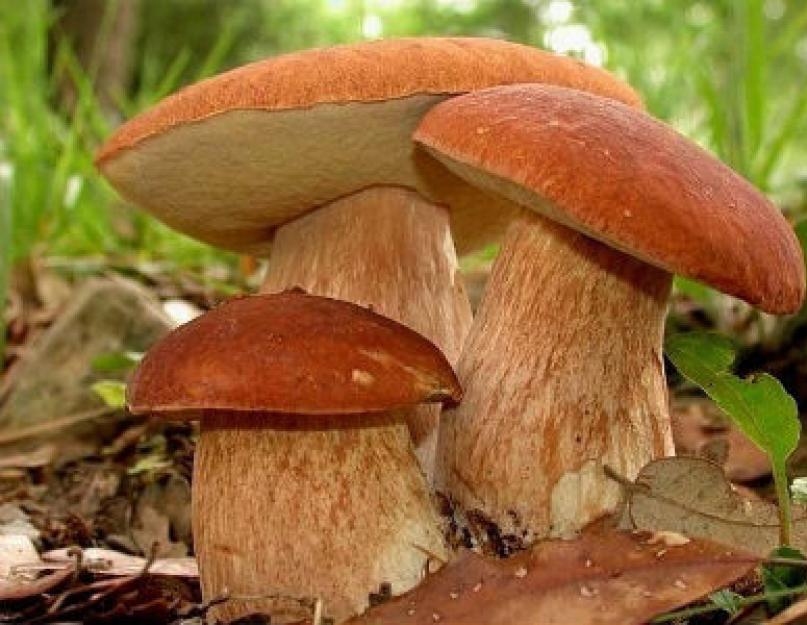 Comment mariner des champignons froids dans une casserole.  La technologie de décapage des pleurotes comprend les étapes suivantes.  Décapage de champignons mélangés