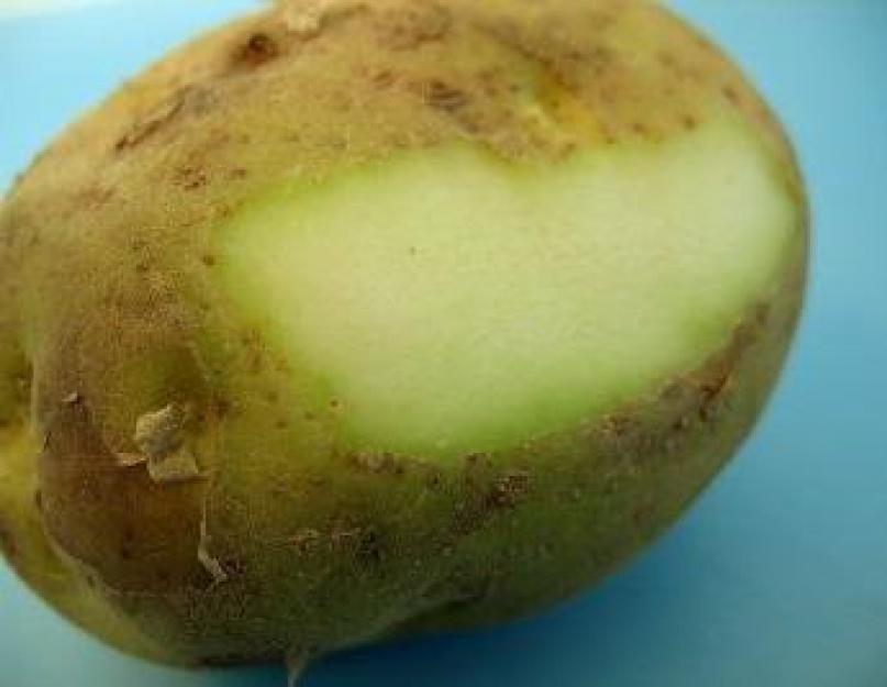 Почему картошка зеленеет. Съедобна ли зеленая картошка: симптомы отравления и помощь