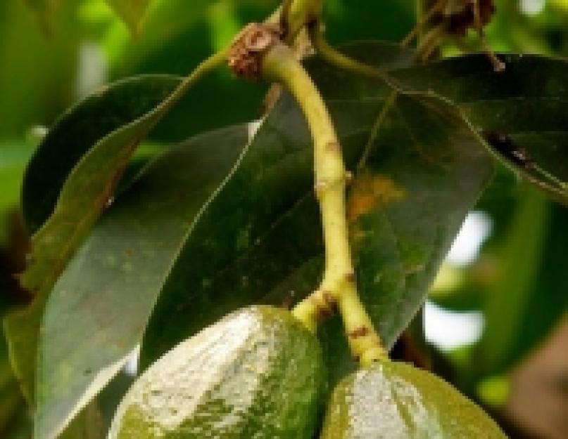  Полезные свойства авокадо