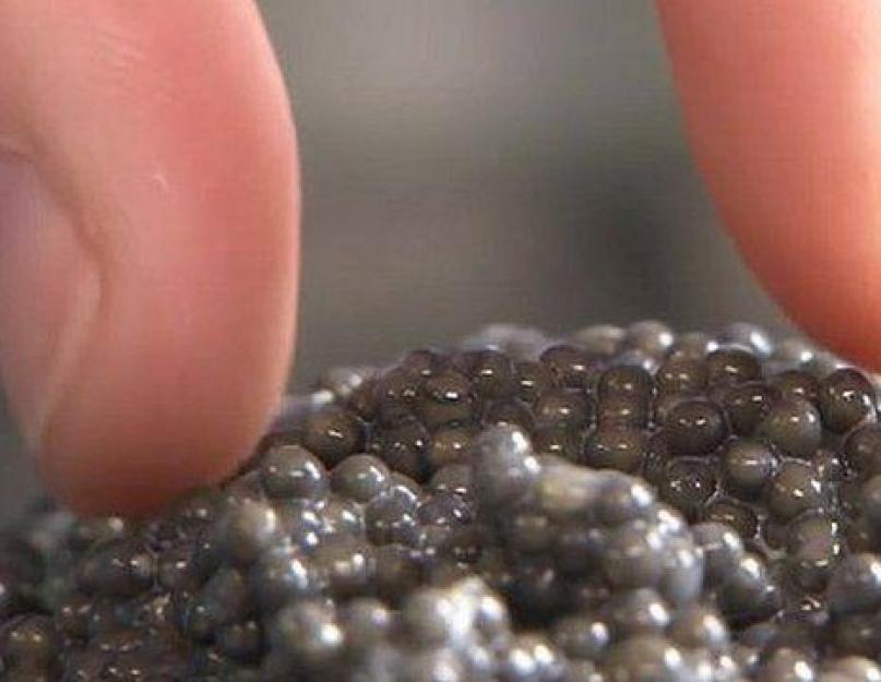 Caviar noir.  tout sur le caviar noir.  comment choisir et acheter.  comment distinguer le vrai caviar du faux.  propriétés bénéfiques du caviar noir.  Quel caviar de poisson ressemble le plus au caviar noir Comment distinguer le caviar réel du caviar artificiel