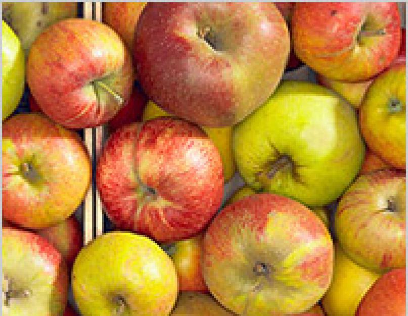 Что можно приготовить из антоновских яблок. Рецепты из антоновки