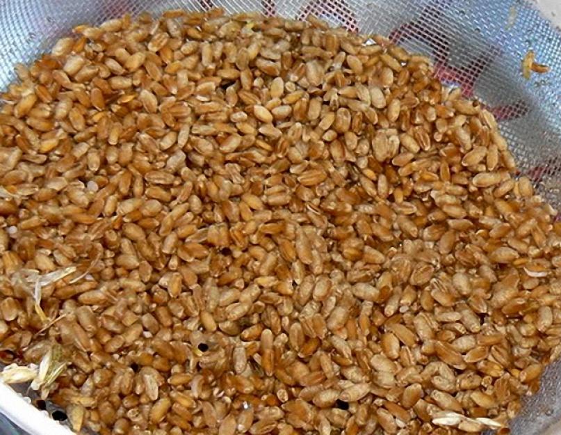 Рецепт зерновой браги без дрожжей. Как ставить самогон из пшеницы без дрожжей: рецепты и советы. Брага из пророщенной пшеницы без дрожжей