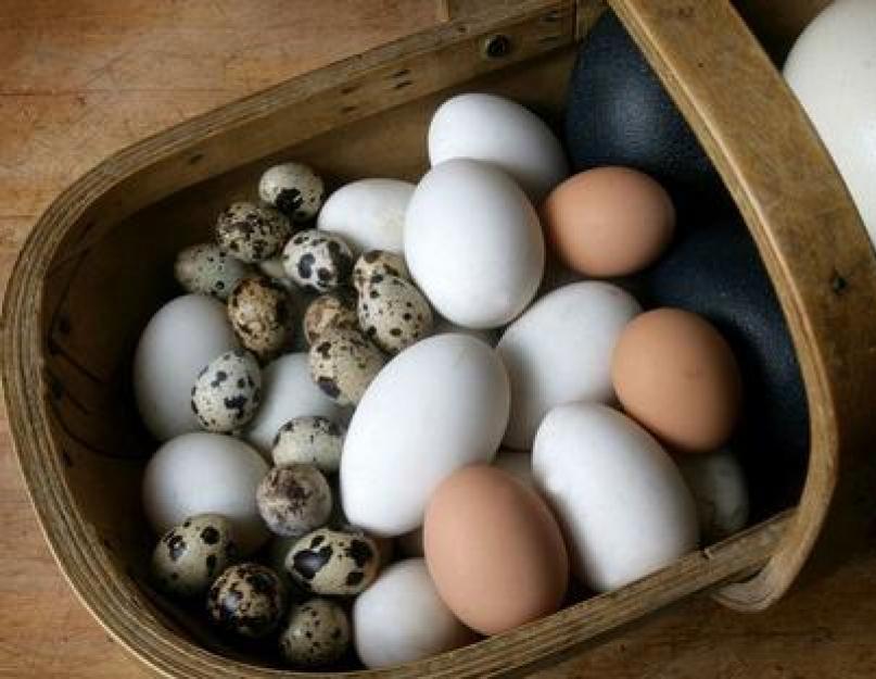 Как правильно хранить домашние яйца. Срок хранения яиц в домашних условиях. Условия для длительного хранения яиц