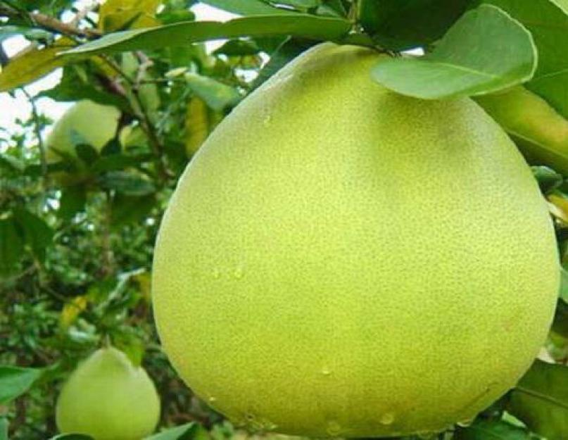 Propriétés utiles et contre-indications du pomelo : agrumes ventrus en cuisine.  Confiture de pomelo originale utiliser du pomelo