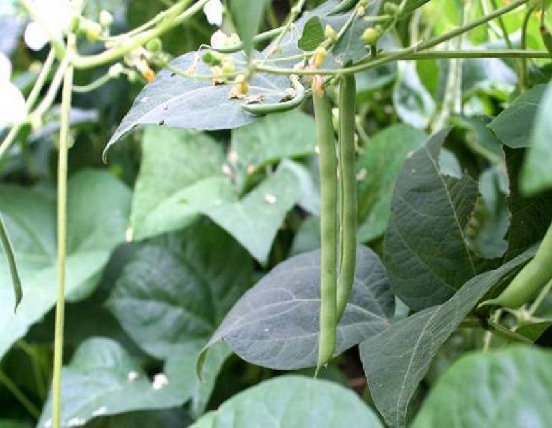 Haricots verts longs.  Les meilleures variétés de haricots verts (noms et photos).  Contre-indications pour les haricots chinois